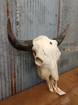 Large herd bull buffalo skull