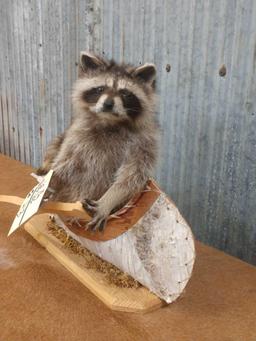 Full body mount juvenile raccoon in birch bark canoe