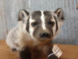 Brand new full body mount badger