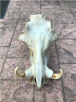 African Wart Hog Full skull