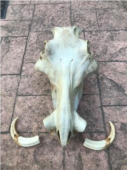 African Wart Hog Full skull