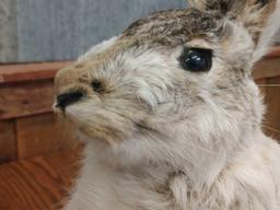 Full Body Mount Snowshoe Hare (Rabbit )