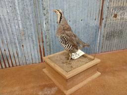 Full body mount chukar partridge