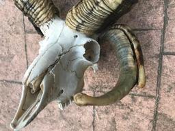 Jackob's 4 Horned sheep skull