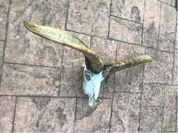 Jackob's 4 Horned sheep skull