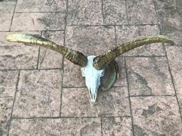 Jackob's 4 Horned sheep skull