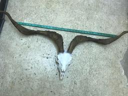 BIG Catalina Goat Skull