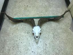 BIG Catalina Goat Skull