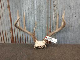 4x4 Whitetail rack on skull plate