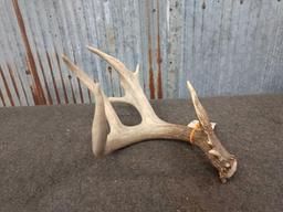 Big 4 point Wild Iowa Whitetail shed