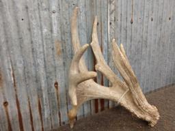 89" Whitetail shed