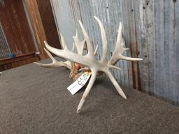 Nice set of Whitetail sheds With Droptines