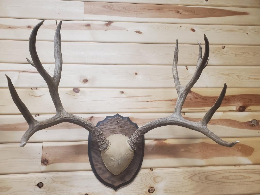 Big mule deer rack 5 x 6 scores 173"