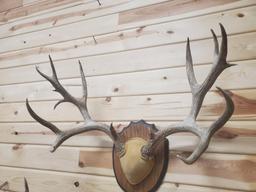 175" mule deer rack 9 x 7 with lots of extra points