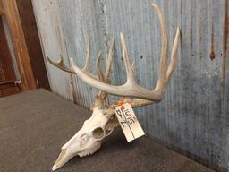 Main frame 5 point whitetail rack on skull