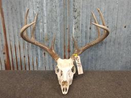 140 Class Whitetail rack on skull