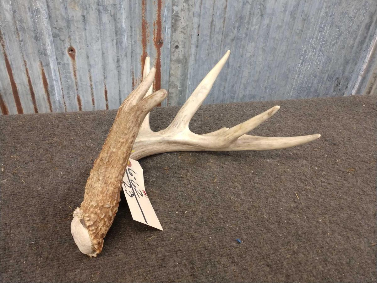 Wild Iowa Whitetail shed