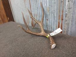 Canadian Mule deer antler