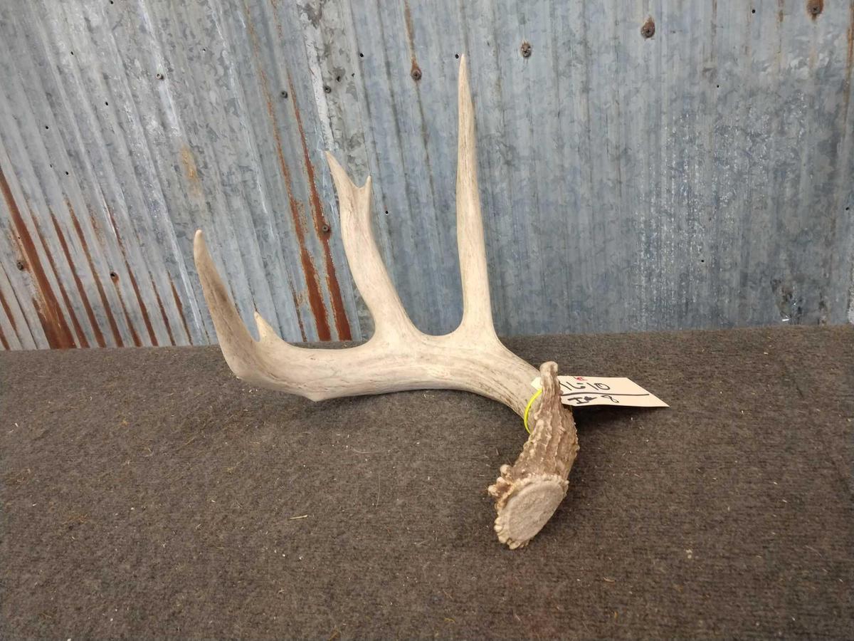 Heavy mass 5 point whitetail shed