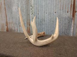 Heavy mass 5 point whitetail shed