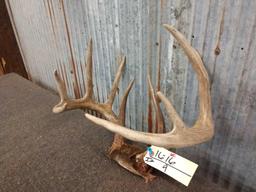 5x5 Whitetail rack on skull plate