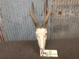 African Blesbok Skull