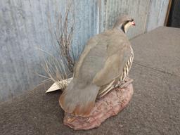 Full body mount Chukar