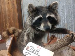 Full Body Mount Raccoon In A Birch Bark Canoe