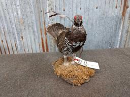 Full body mount Ptarmigan