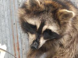 Full Body Mount Raccoon Raiding A Vintage Minnow Bucket