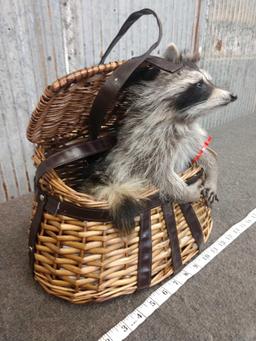 Full Body Mount Raccoon Raiding A Fishing Creel