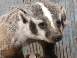 Big Full Body Mount Badger