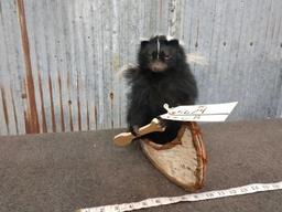 Full Body Mount Skunk In A Canoe