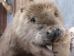 Full Body Mount Beaver Chewing On A Stick