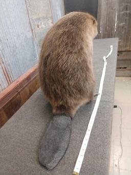 Full Body Mount Beaver Chewing On A Stick