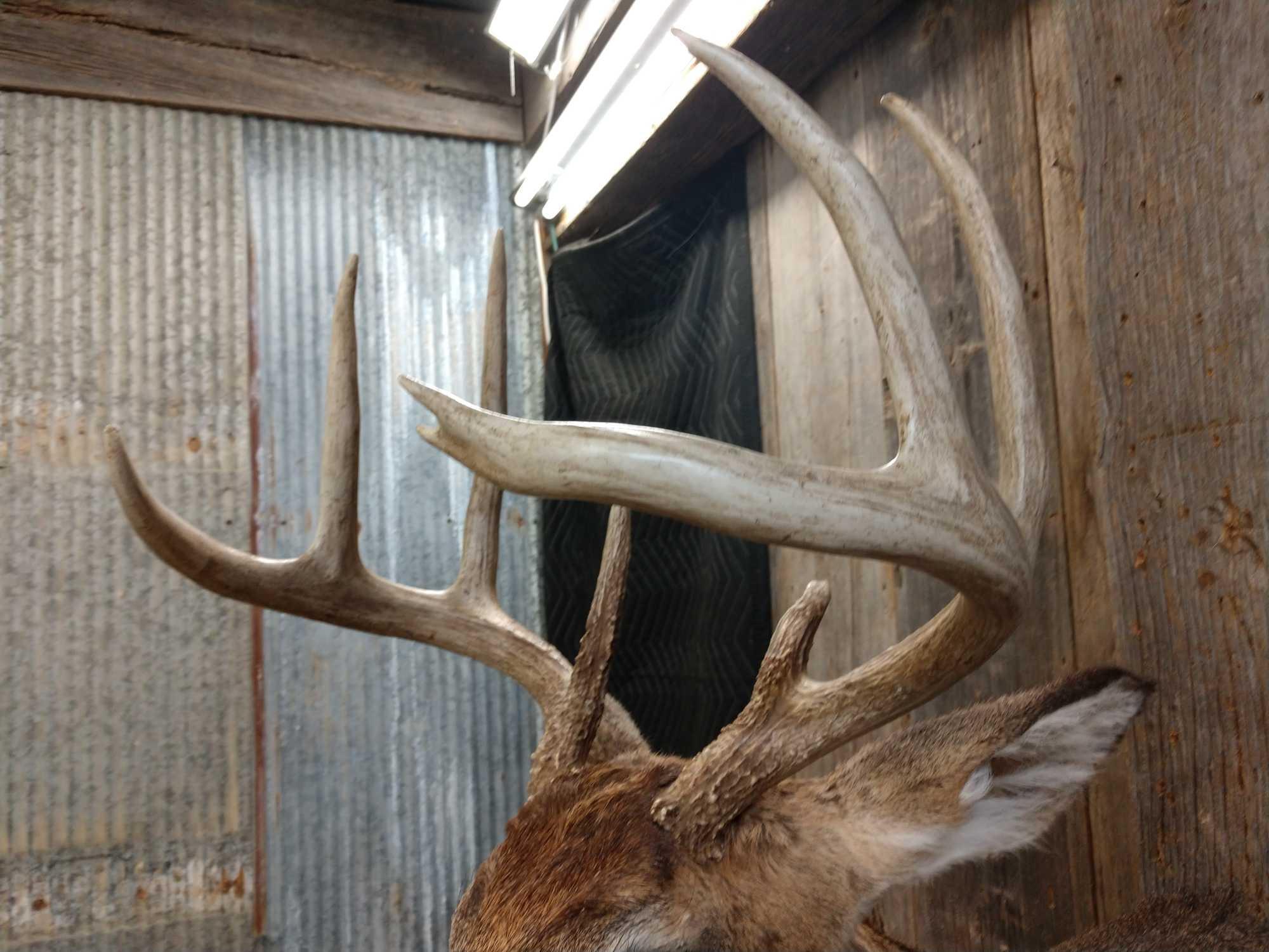 Nice 4X4 Whitetail Shoulder Mount