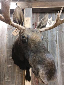 Shiras Moose Shoulder Mount Taxidermy