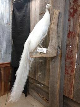 Beautiful Full Body Taxidermy Mount White Peacock