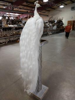 White Peacock Full Body Pedestal Taxidermy Mount