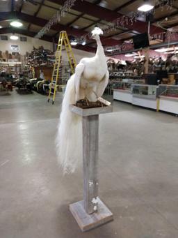 White Peacock Full Body Pedestal Taxidermy Mount