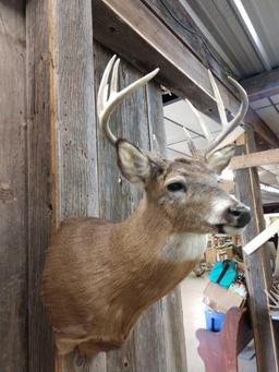 4X5 Whitetail Shoulder Mount