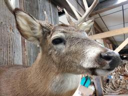 4X5 Whitetail Shoulder Mount