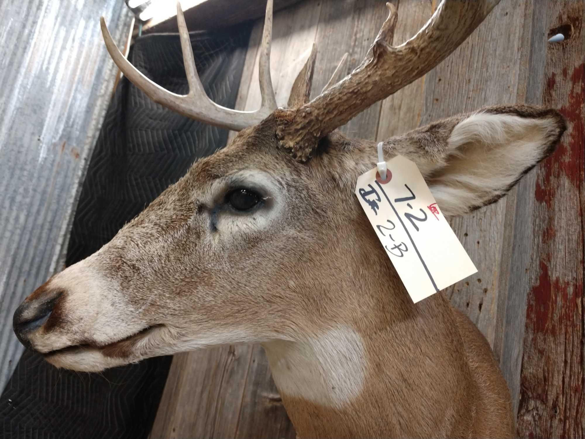 5X5 Whitetail Shoulder Mount