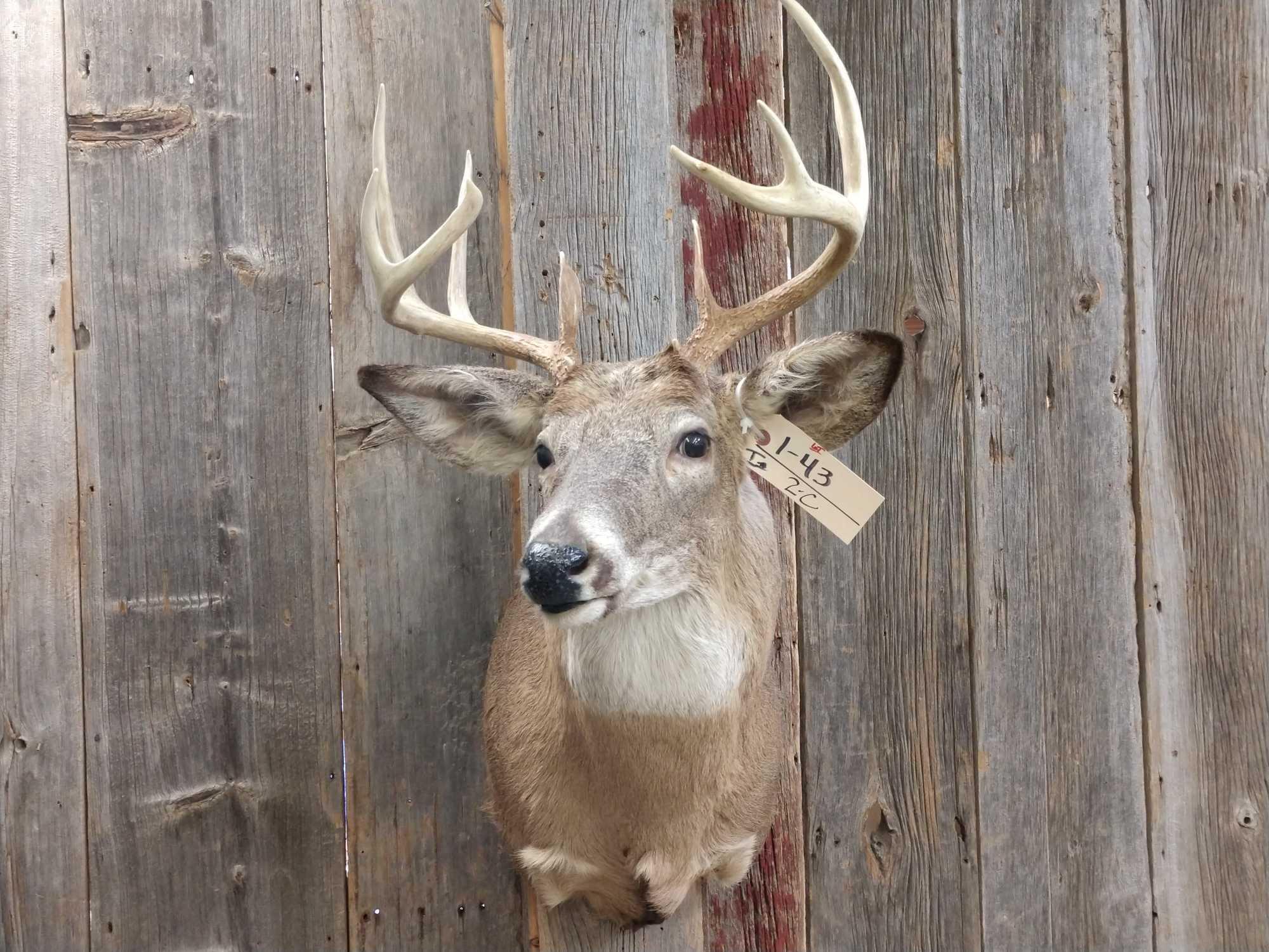 Nice little 5x5 Whitetail Shoulder Mount