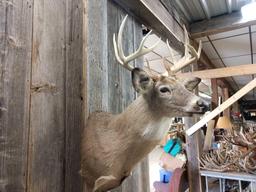 Nice little 5x5 Whitetail Shoulder Mount