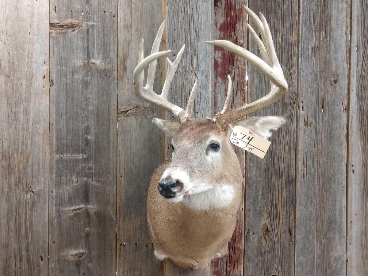 5x5 Whitetail Shoulder Mount