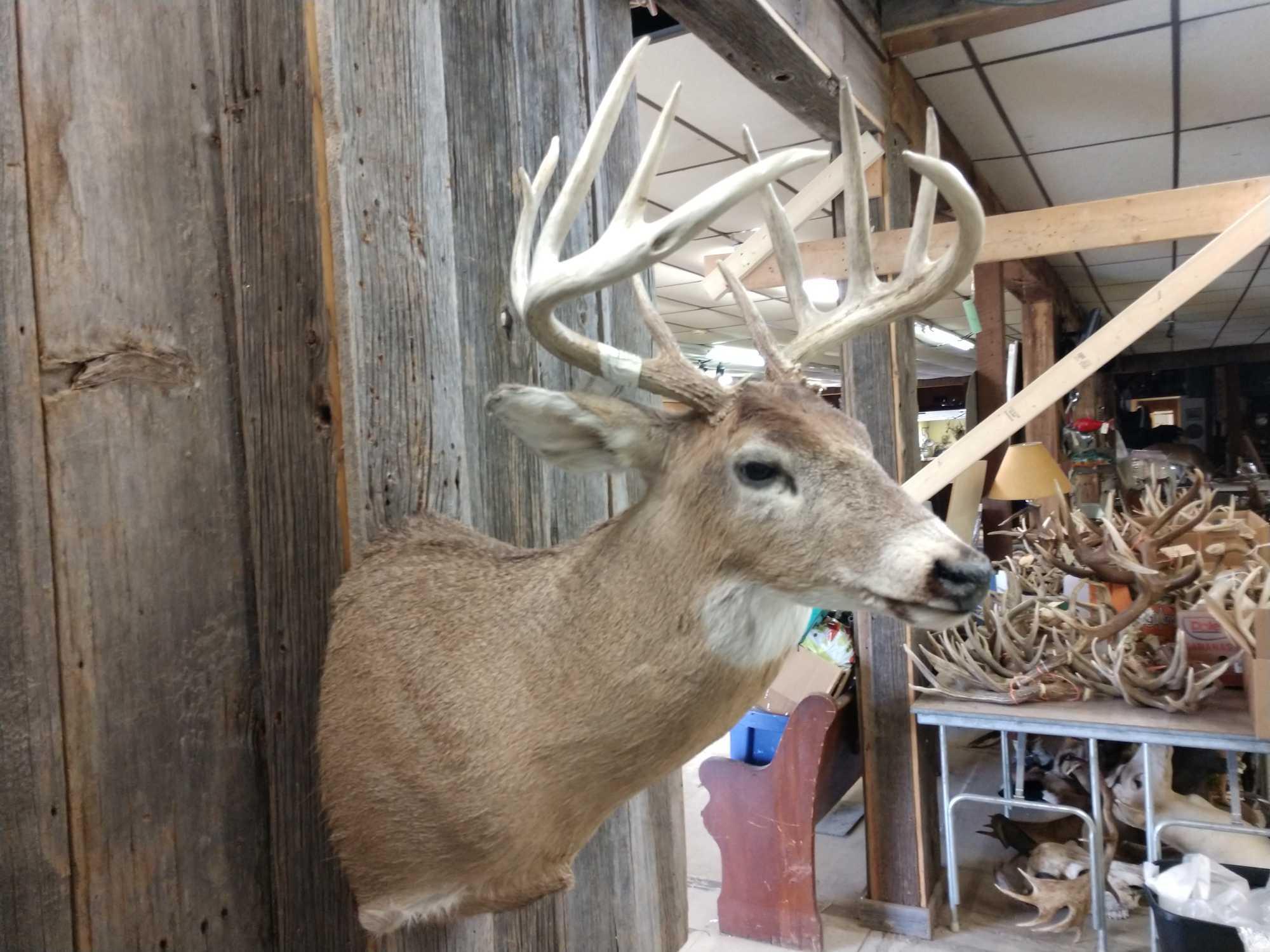 5x5 Whitetail Shoulder Mount