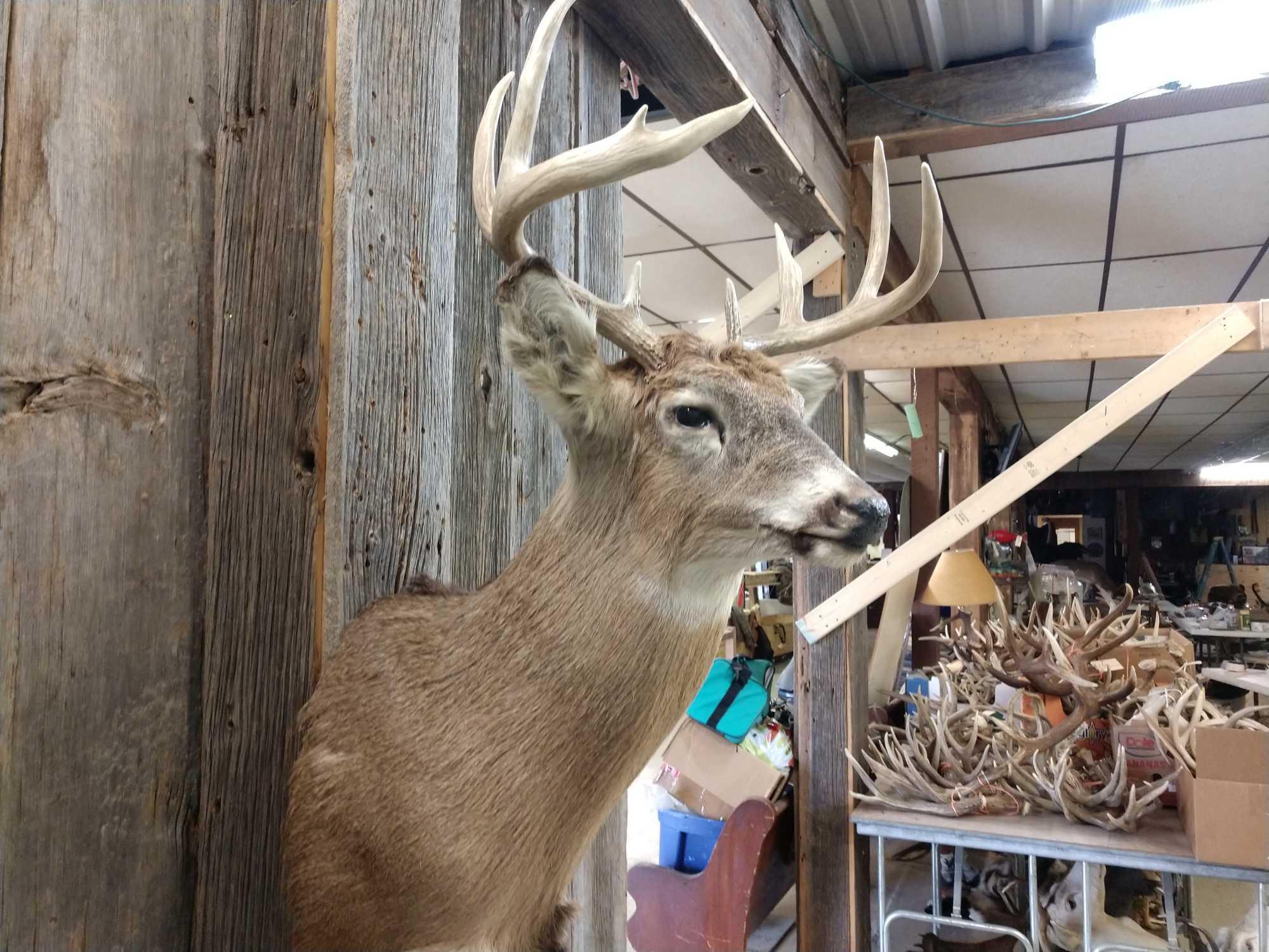 4x4 Shoulder Mount Whitetail