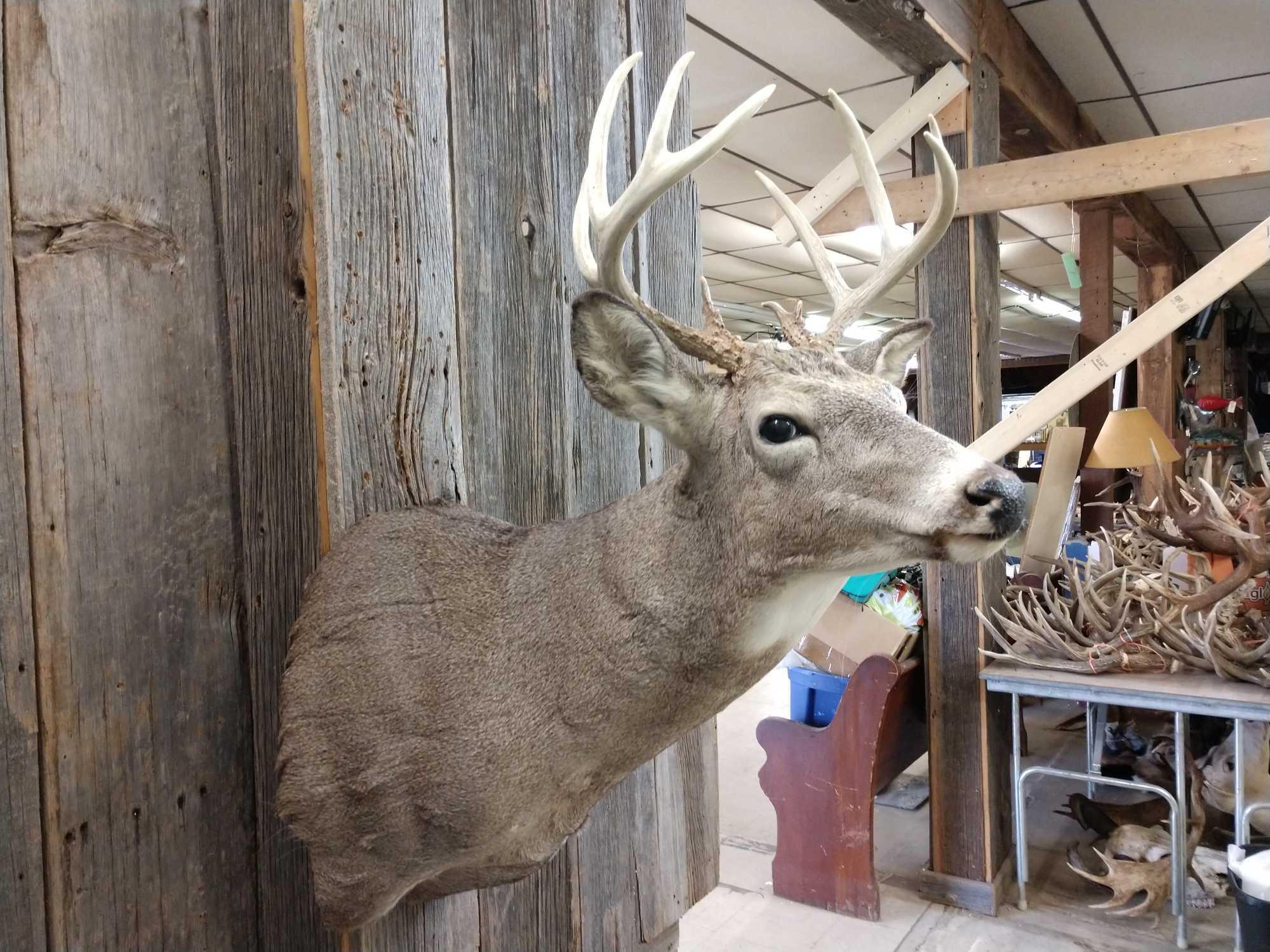 Nice Little 5x5 Whitetail Shoulder Mount