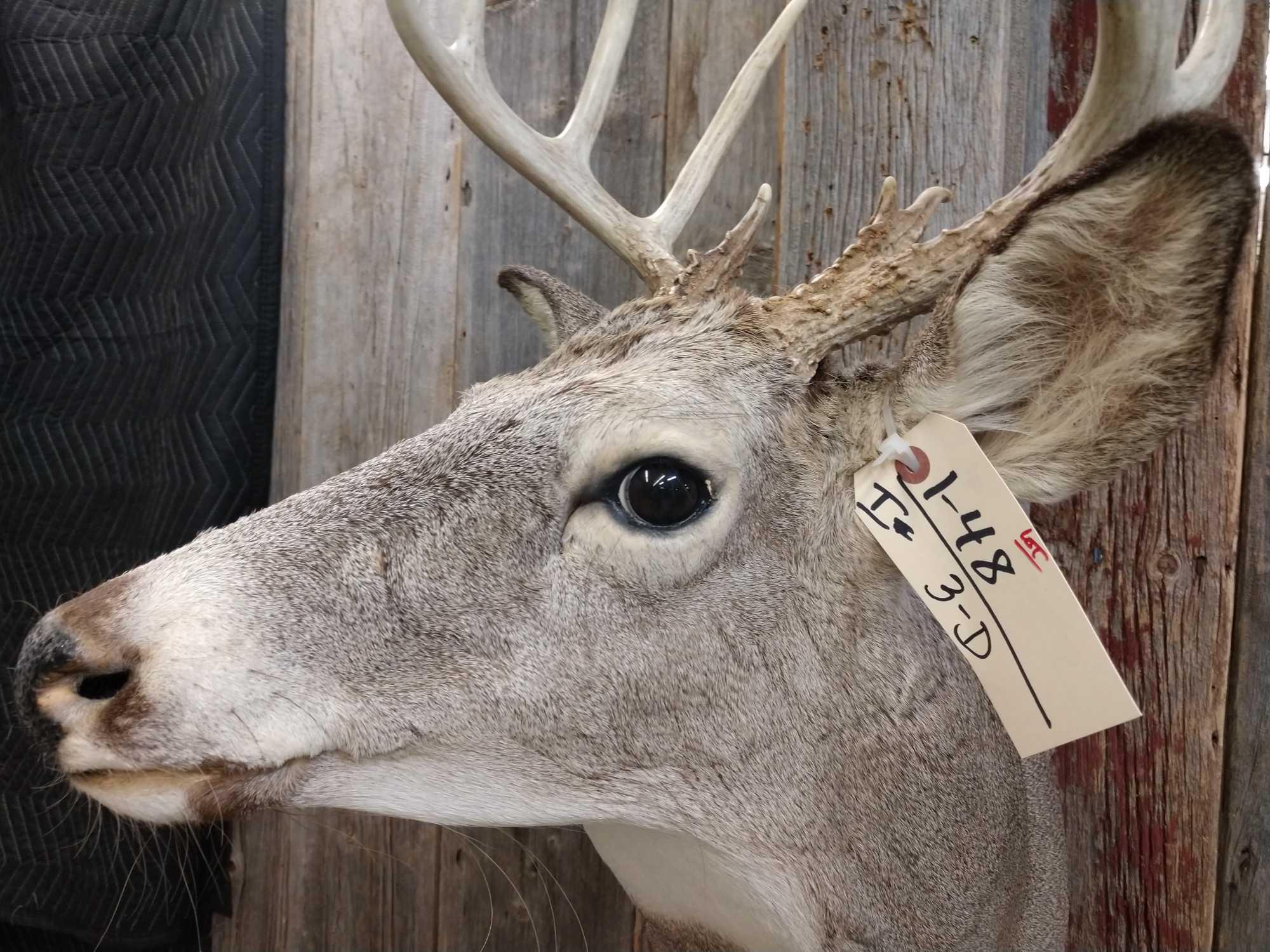 Nice Little 5x5 Whitetail Shoulder Mount